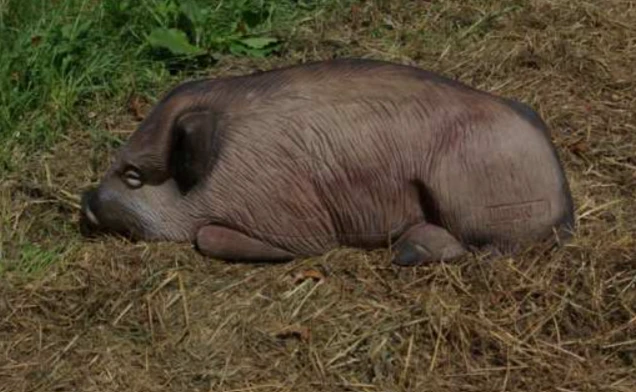 Maialino al Risveglio