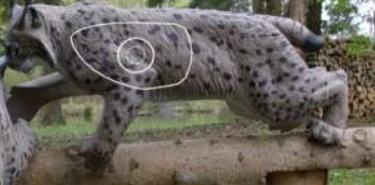 Lince che si Arrampica in Orizzontale 