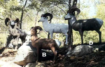 Capra Dall Sheep, Capra Stone Sheep, Muflone Rocky 4 zampe, Muflone Desert